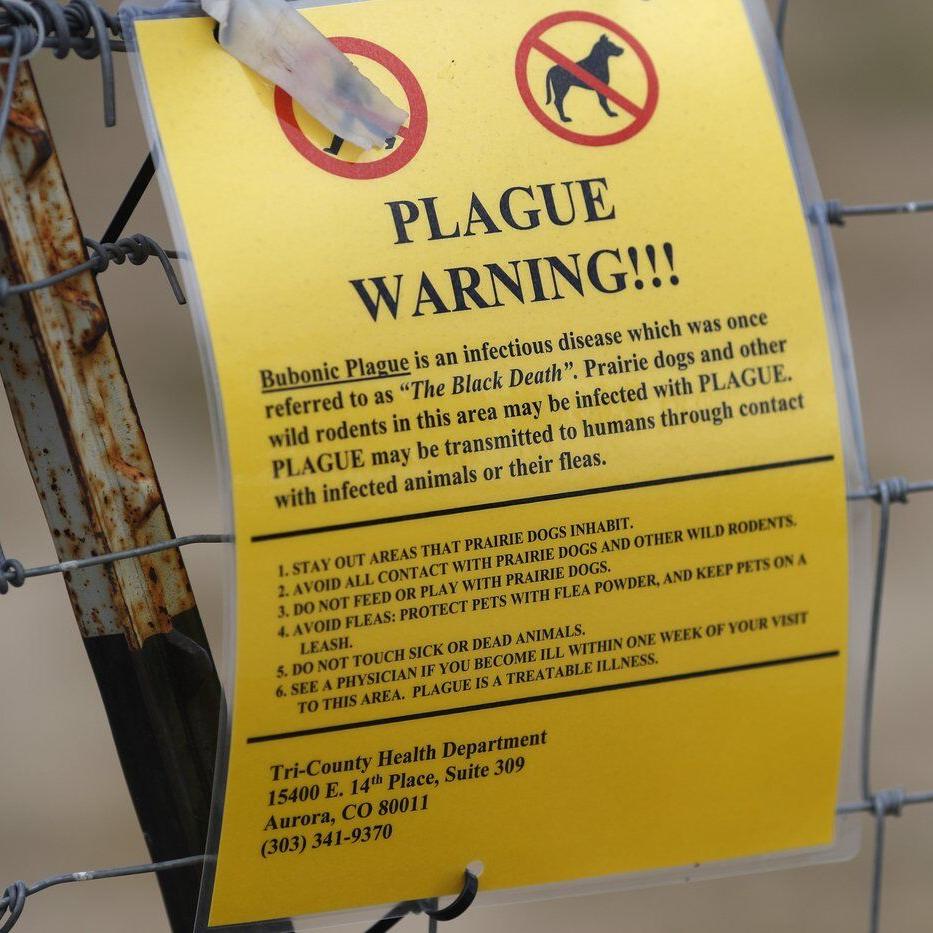 Northern Arizona resident dies from plague